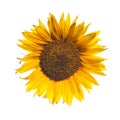 Ripe yellow sunflower isolated on a white background. Organic farming, harvest and gardening concept Royalty Free Stock Photo