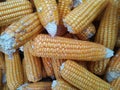 Ripe yellow sweet corn cob on a close-up, border design panoramic stalks Royalty Free Stock Photo