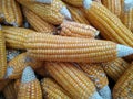 Ripe yellow sweet corn cob on a close-up, border design panoramic stalks Royalty Free Stock Photo
