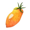 Ripe yellow tomato watercolor illustration. Hand drawn element isolated on white background. Royalty Free Stock Photo