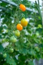 Ripe yellow tomatoes on a branch in a greenhouse. Growing organic vegetables in the city garden Royalty Free Stock Photo