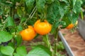 Ripe yellow tomatoes on a branch in a greenhouse. Growing organic vegetables in the city garden Royalty Free Stock Photo