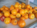 Ripe Yellow Tomatoes Royalty Free Stock Photo