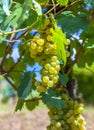 Ripe, yellow vine closeup, against the background of the vineyard Royalty Free Stock Photo