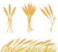 Ripe yellow wheat ears, agricultural