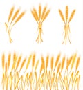 Ripe yellow wheat ears, agricultural vector