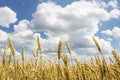 Ripe yellow wheat on golden field against blue sky with clouds. Harvest of wheat. Harvesting of grain crops Royalty Free Stock Photo