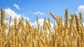 Ripe yellow wheat on a golden field against a blue sky with clouds. Harvest of wheat. Harvesting of grain crops. Royalty Free Stock Photo