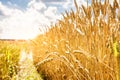 Ripe yellow wheat on a golden field against a blue sky with clouds. Harvest of wheat. Harvesting of grain crops. Royalty Free Stock Photo