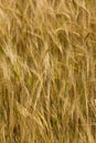 Ripe yellow wheat before harvesting