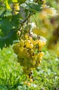 Yellow Wine Grape