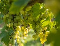 Yellow Wine Grape