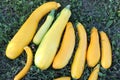 Ripe yellow zucchini on the grass