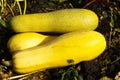 Ripe yellow zucchini lying on the earth.