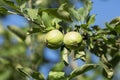 Ripe young green apples on the tree. Close-up Royalty Free Stock Photo