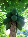 Ripe young papaya