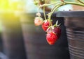 Ripe young strawberries on tree in black plastic pot