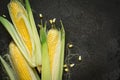 Ripe young sweet corn cob with leaves on black concrete background, copy space Royalty Free Stock Photo