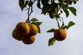 Ripe Yuzu fruits ripening on a tree