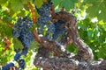 Ripe Znfandel grape clusters on gnarled grape vine