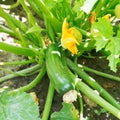 Ripe zucchini on green bush in garden