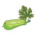 Ripe zucchini green color, cartoon illustration, isolated object on white background, vector