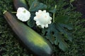 ripe zucchini and squash on a background of green grass Royalty Free Stock Photo