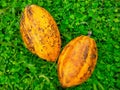 Riped Cacao pods on green grass