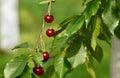 Riped cherry Royalty Free Stock Photo