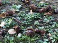 Riped chestnuts in grass