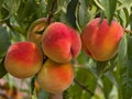 Riped juicy peaches on the tree just before harvest