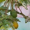 Riped Papaya in a Papaya Tree scientific name Carica Papaya