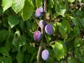 Riped plums on the tree