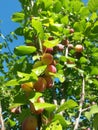 Riped plums in the tree. vegan fruits in the nature