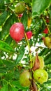 The riped red fruit and unmatured fruit Royalty Free Stock Photo