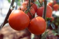 riped red tomato on branches Royalty Free Stock Photo