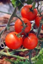 riped red tomato on branches