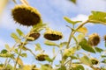 Riped sunflowers in the field