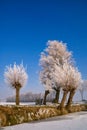 Riped willows along a frozen pond