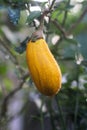 Riped Yellow eggplant