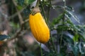 Riped Yellow eggplant