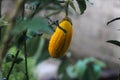 Riped Yellow eggplant