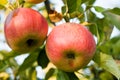 Ripen apple on the tree Royalty Free Stock Photo