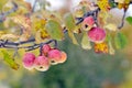 Ripen apples on branch in fall Royalty Free Stock Photo