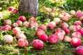 Ripen apples on the grass under the apple tree Royalty Free Stock Photo