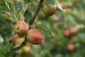 Ripen apples on tree in nature Royalty Free Stock Photo