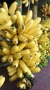 Ripen banana bunch