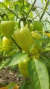 So ripen bell pepper Royalty Free Stock Photo