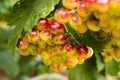 Ripen bunches of berries