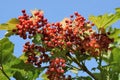 Ripen bunches of Viburnum berries on the branch